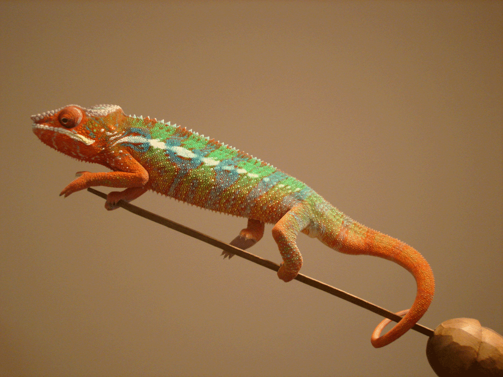 Jacques on Quijotes' sword