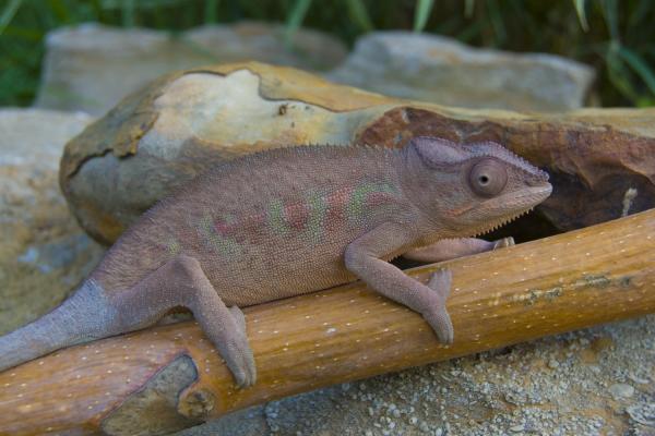 Jade 
Female Blue Bar Ambilobe 
6-7 months
Therons Granddaughter