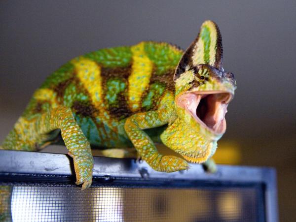 Jager can be a bit feisty.