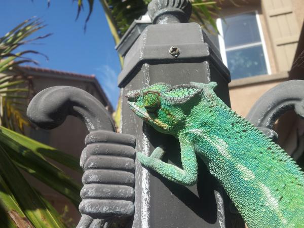 Janging outsidey home in sunny Oceamside Ca 9/12