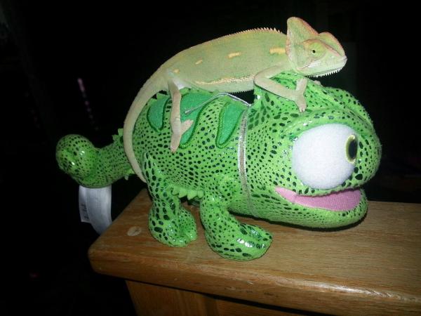 Jared, my veiled chameleon on top of my stuffed animal Pascal!