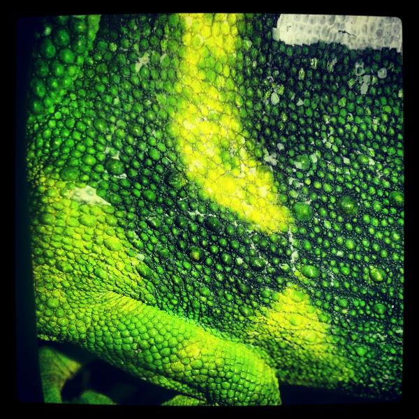 Jasmine close up