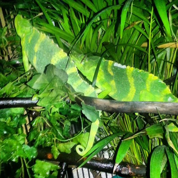 Jasmine (left) Mobi (right) getting ready for bedtime