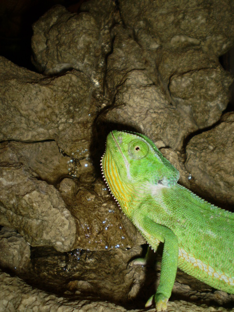 Jasmine The Flap Neck Chameleon