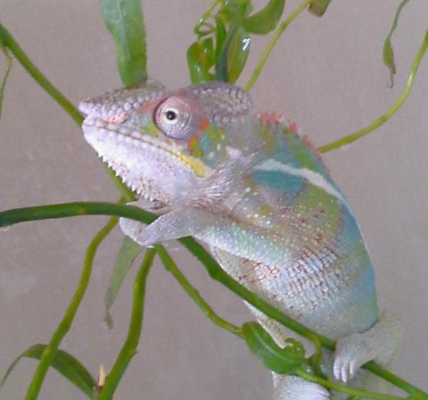 Jasper in the shower