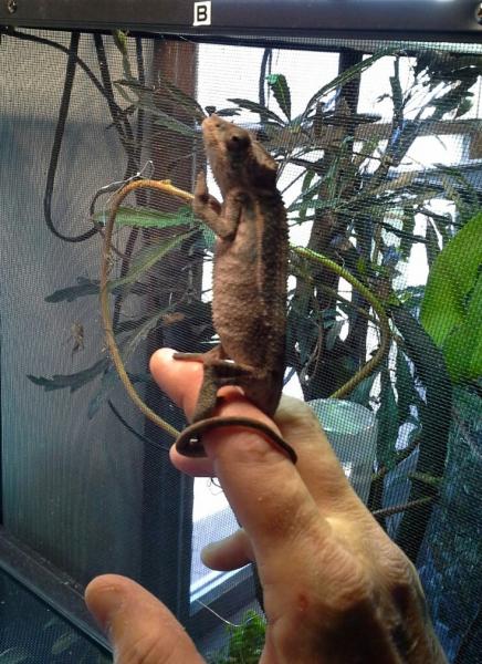 Jasper standing up 4 20 14