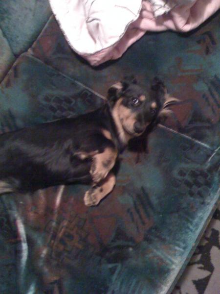 Java - Mini Long hair Daxie