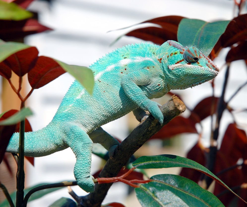 Jaxon Enjoying The Sun