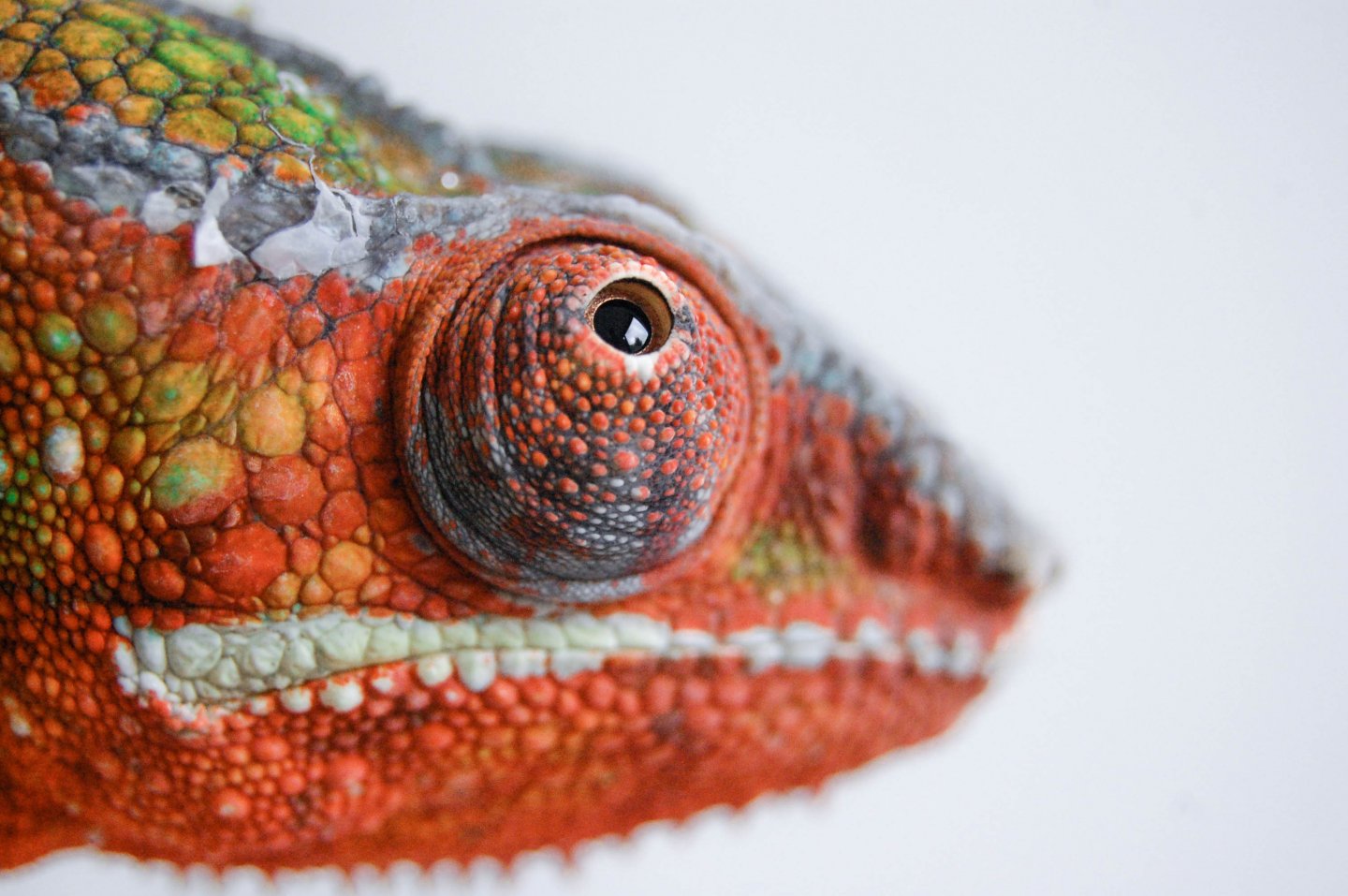 Jeremy the Panther Chameleon