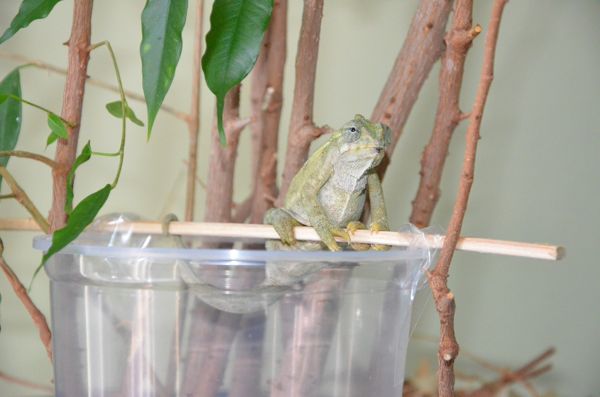 Jewel loves her feeder cup.  Her favorite place to hang out.