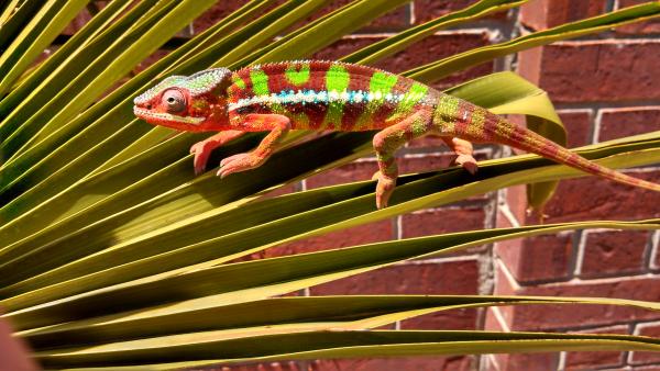 Jimbo  enjoying the sun