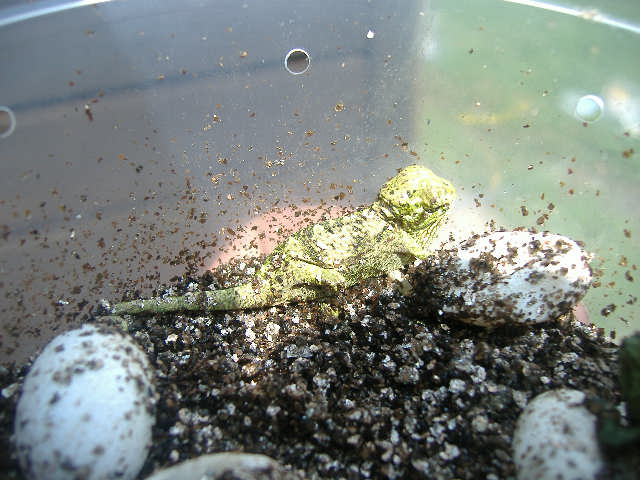 johnstonii hatchling