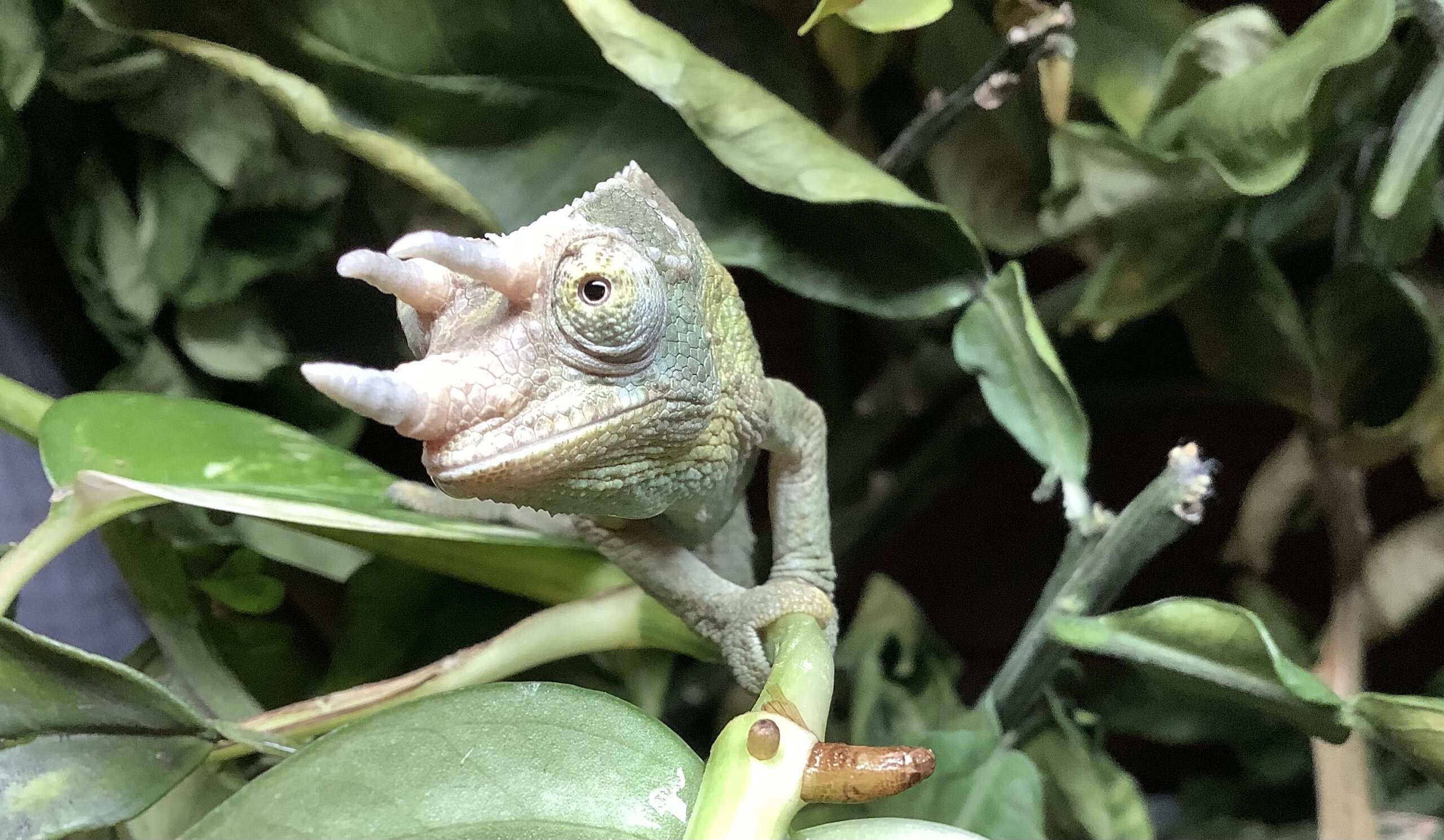 Jojo da Chameleon