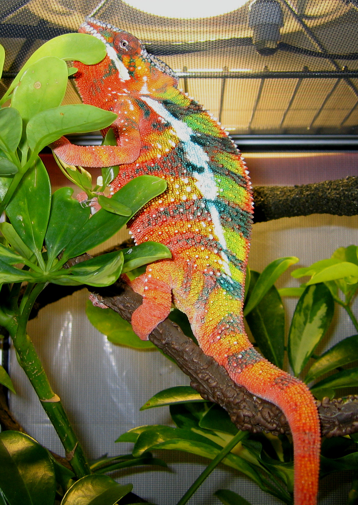 Juan showing color