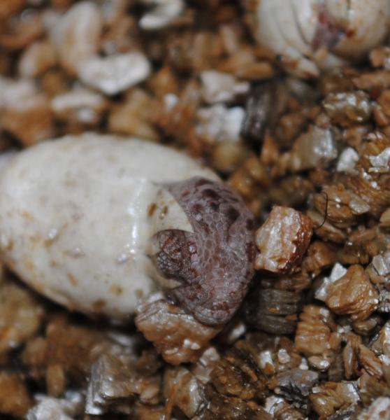 July 24-2011 first BB ambilobe of 21 to say: Hello world