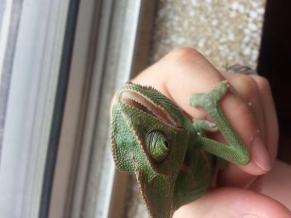 July 31st after 2 offers of meds and a vet trip. Day after vet, Day 1 recovery