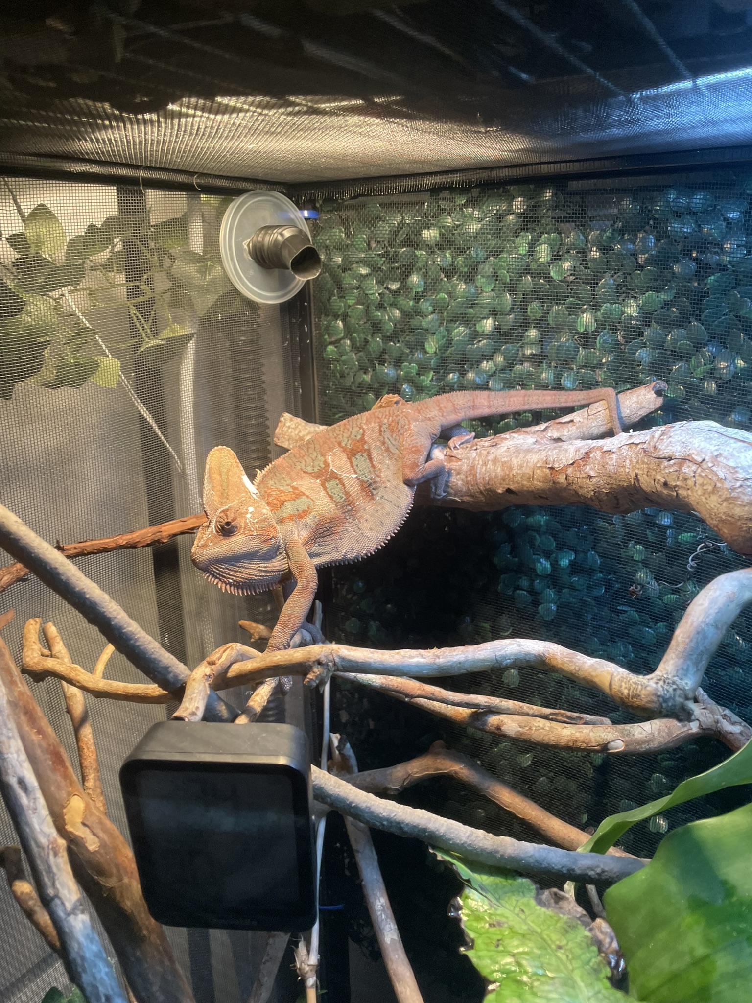 Just a warm pancake!