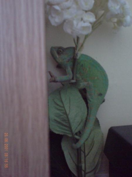 Just call me flower......