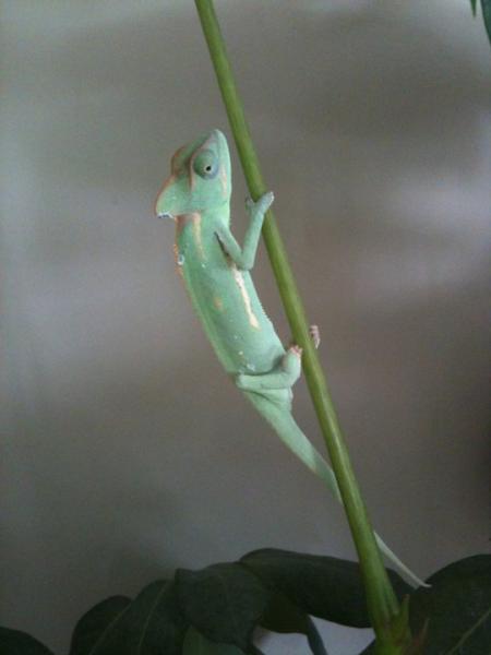 just came home from the pet store