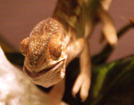 Just chomping along..