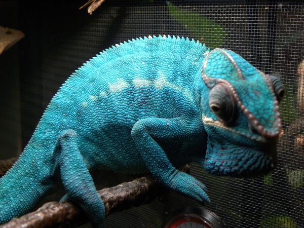 Just hanging out... these are his normal colors... he's not even fired up in this pic.