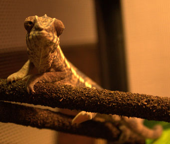 Just lounging around and feeling like a princess.