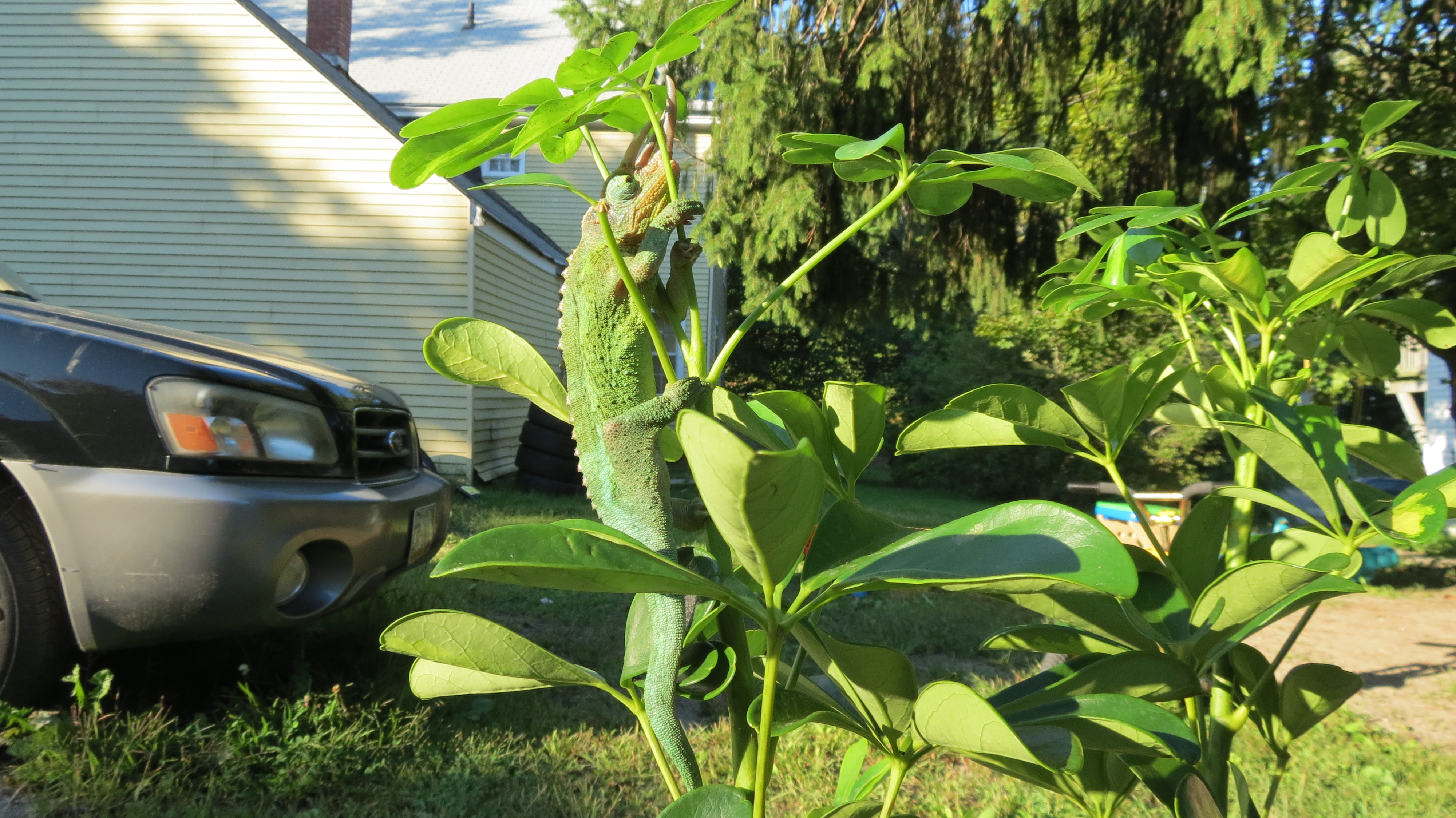 Just Showing Trice Off He Is So Cute