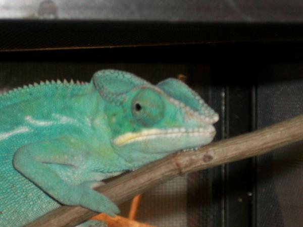 Just sitting on his branch looking cute!