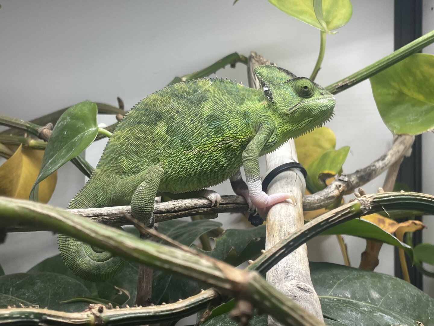 just some resting angry attitudes