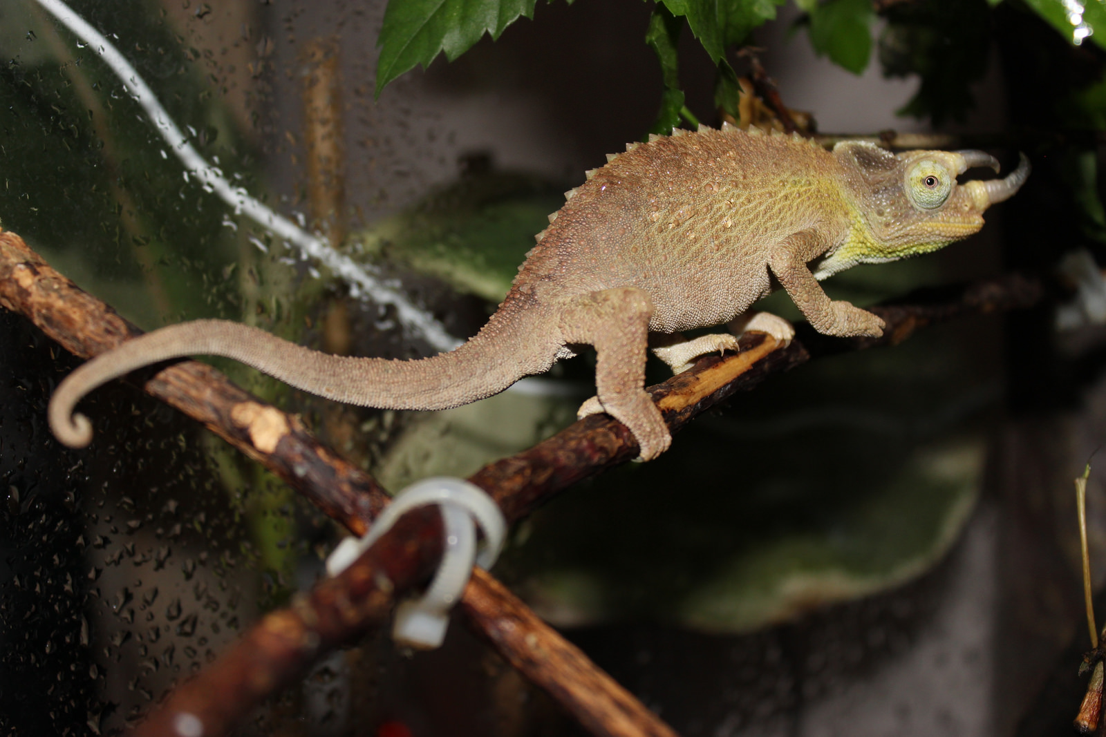 Juvenile Jackson's Chameleon