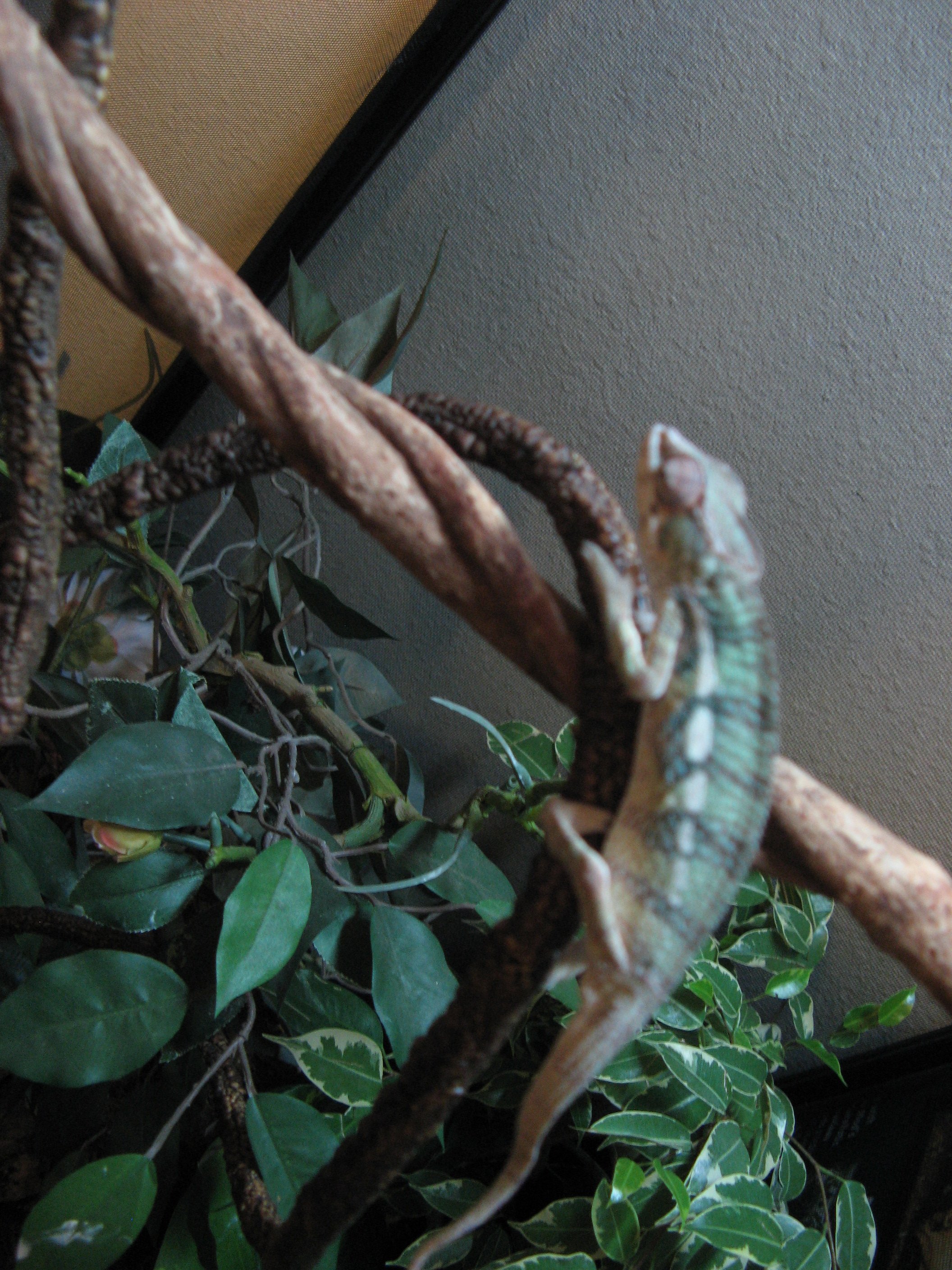 Juvenile Male Blue Bar Panther Chameleon