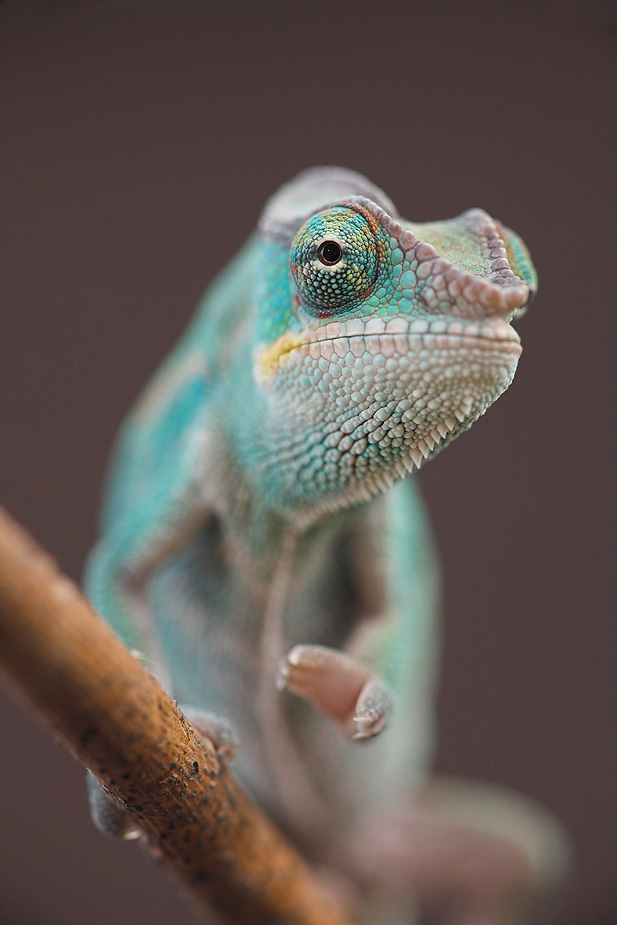 Juvenile Nosy Be Panther Chameleon