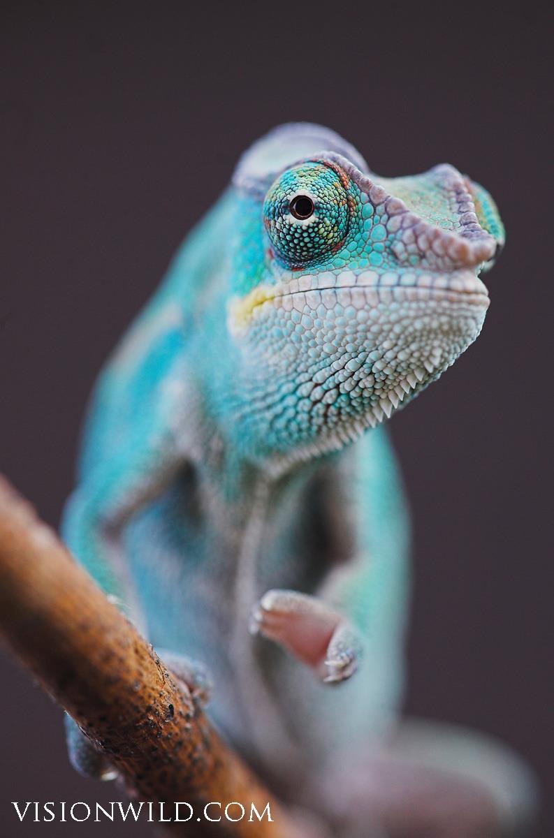 Juvenile Nosy Be Panther Chameleon