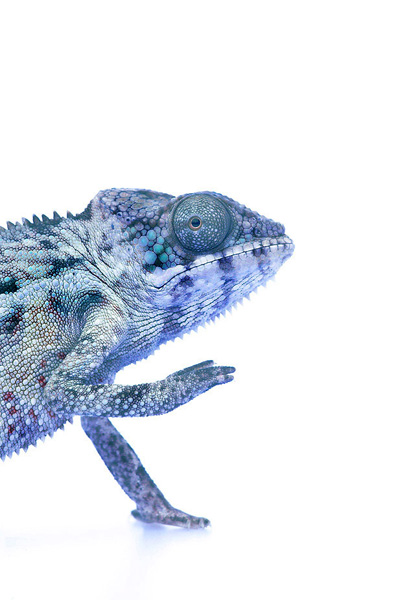 Juvenile Panther Chameleon