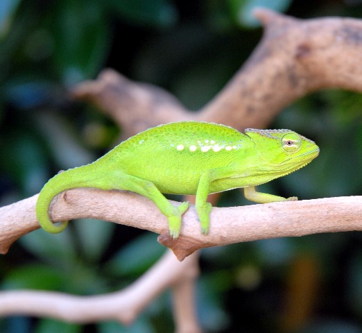 Juvenile Peacock Chameleon