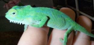 Juvenile Quadricornis