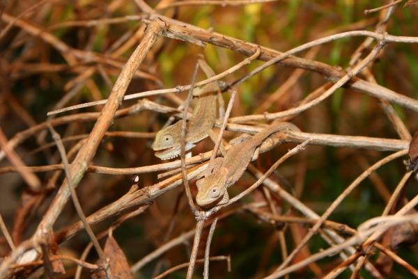 juveniles