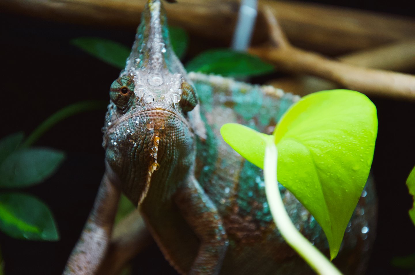 Kafka the Chamaeleo calyptratus