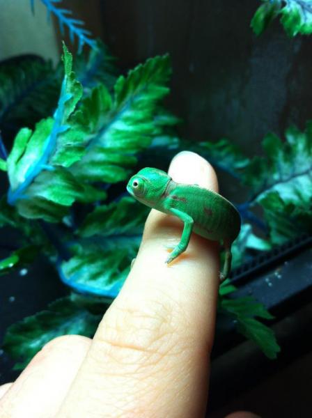 kaida 5
Look at all the colors. :D