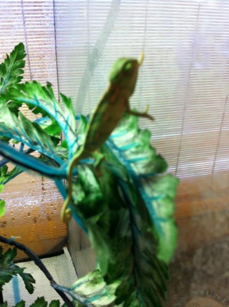 kaida 9
Yaso does it so why can't I climb the glass