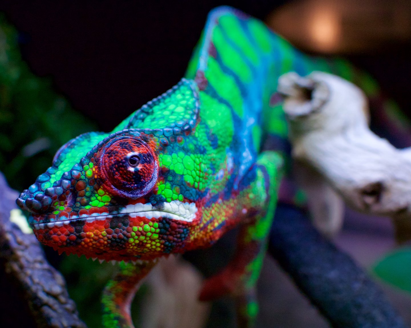 Kai's Christmas Colors