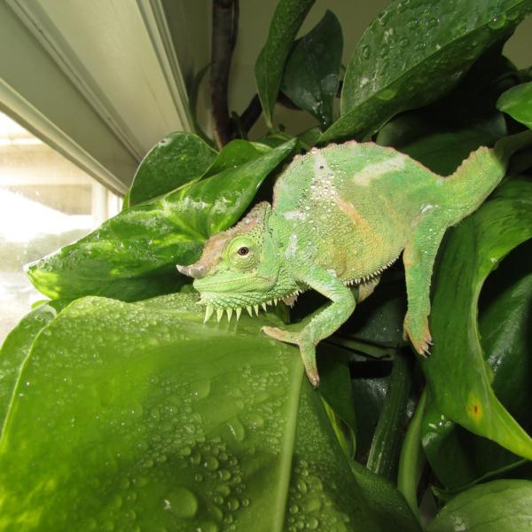 Kaliki ~9months  @25g.