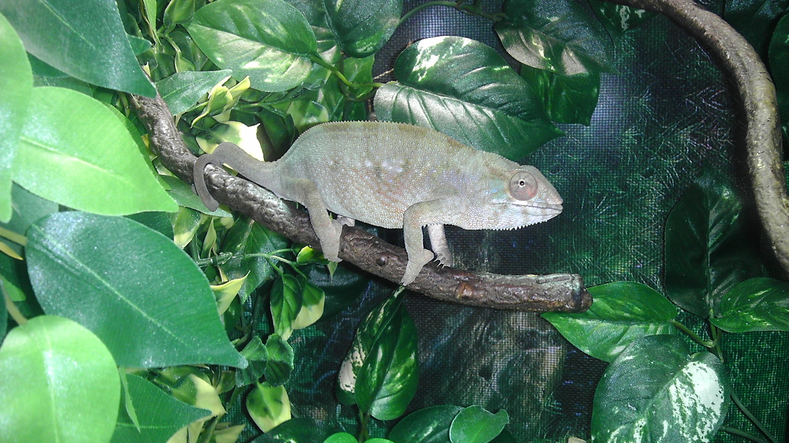 Kami1