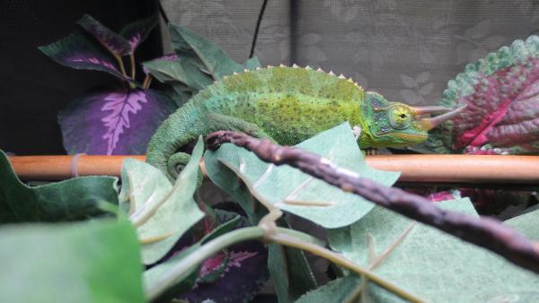 Karl [August 15, 2015] (Male Jacksons)