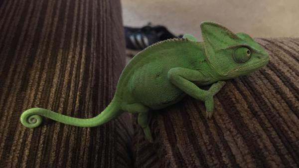 Karma Chameleon. She's so sweet