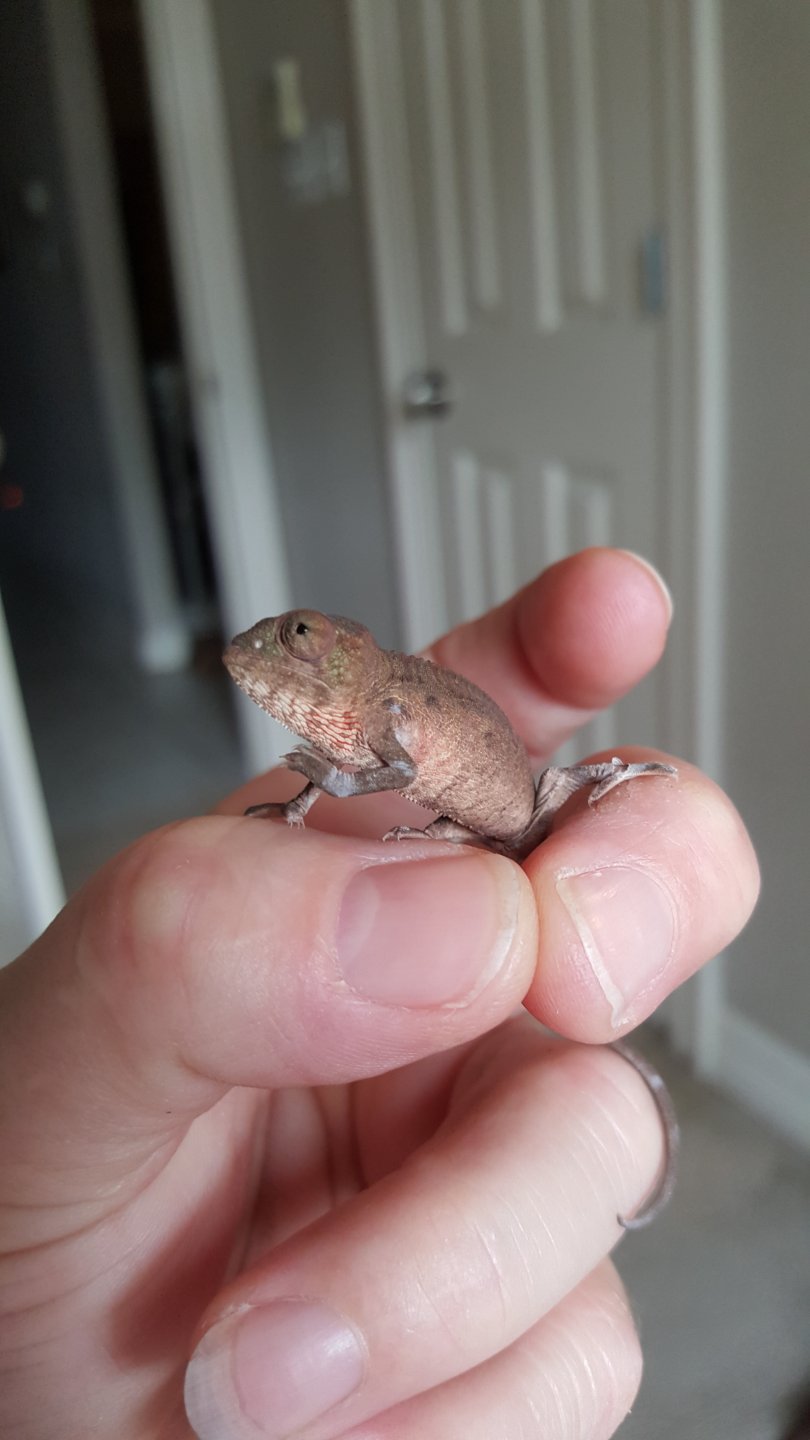 Karma Chameleon