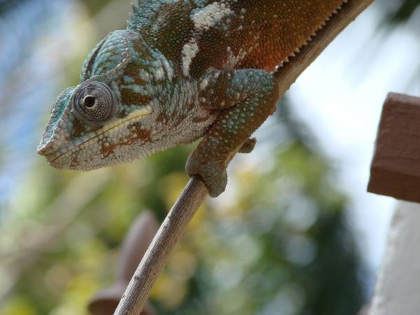 Karma on the trellis
