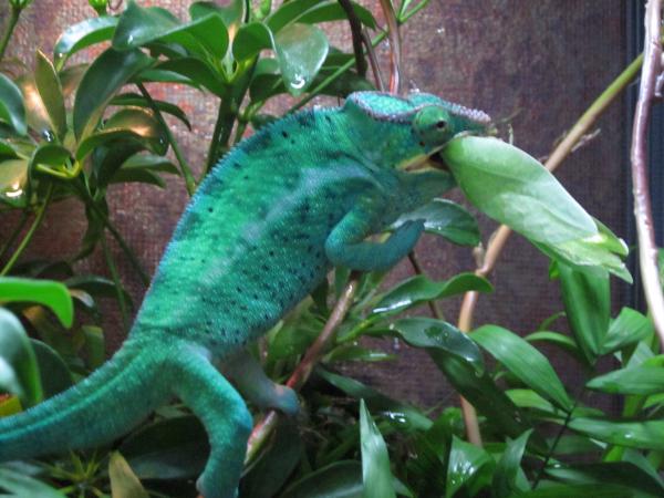 Katydid meal