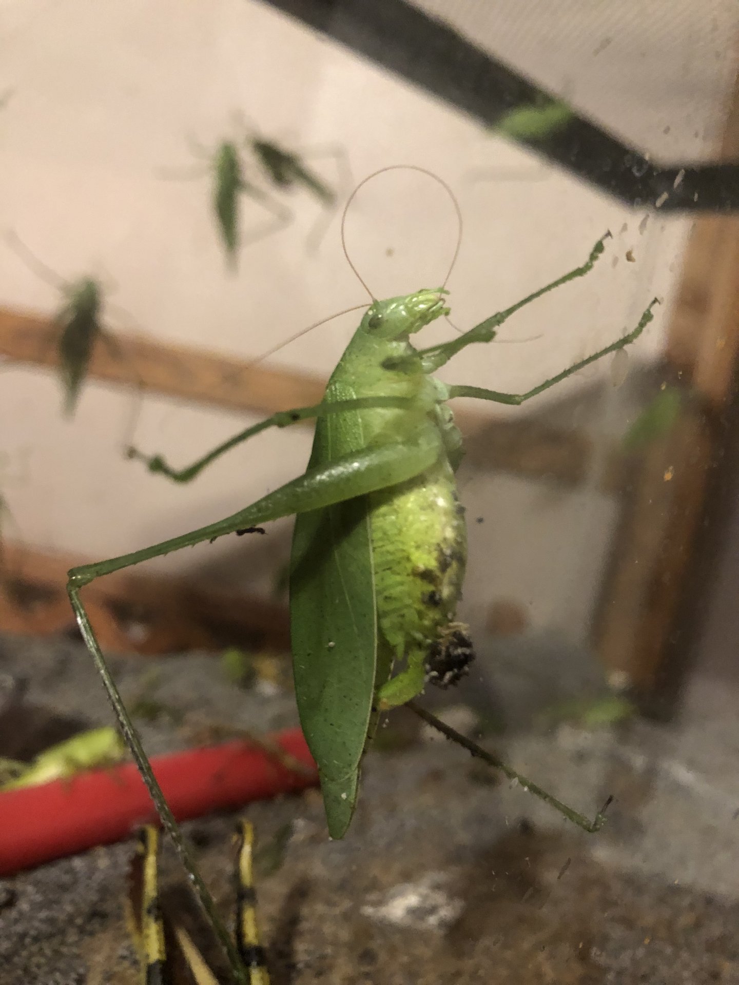 Katydid with eggs