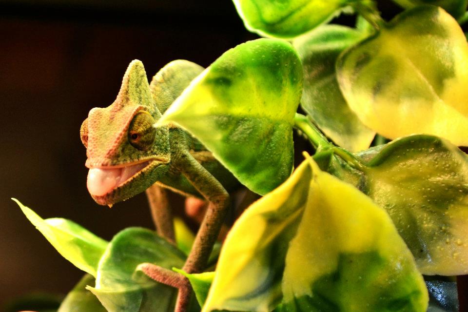 Kecleon
